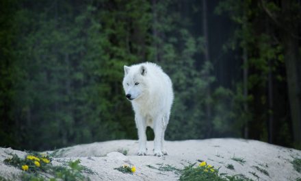 Default, modern,default, ajax