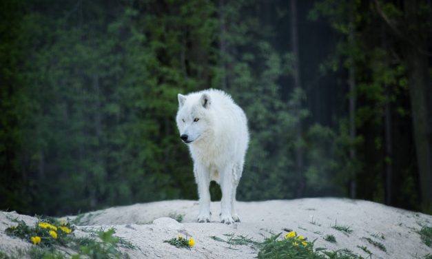 Tim’s Extra Test to add blog catigories